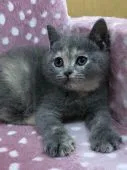 ブリティッシュショートヘア【大阪府・女の子・2019年4月2日・】の写真3「優しいお顔です✨美猫さん確定✨」