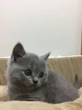 ブリティッシュショートヘア【大阪府・男の子・2017年4月29日・ブルー】の写真4