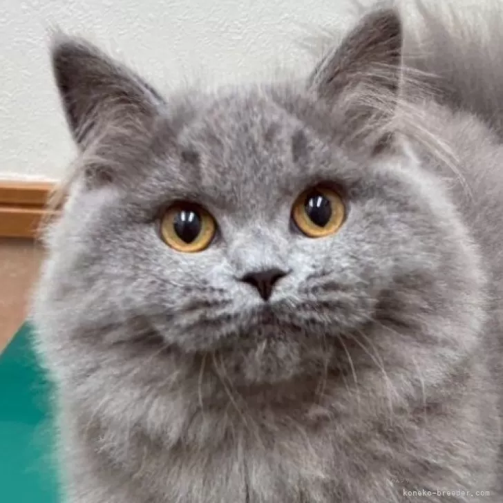 ID：2507-02331の子猫