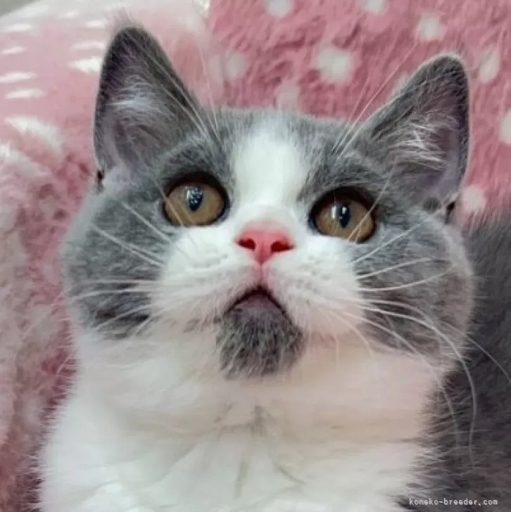 ID：2507-02201の子猫