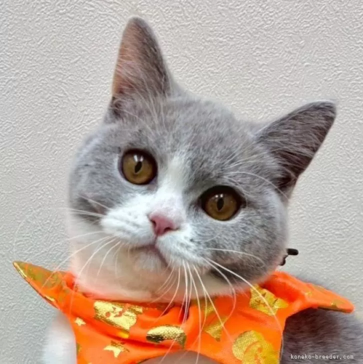 ブリティッシュショートヘア【大阪府・女の子・2025年4月11日・ダイリュートキャリコ】の写真1「激かわちゃん💖綺麗なハチワレ⭐️」