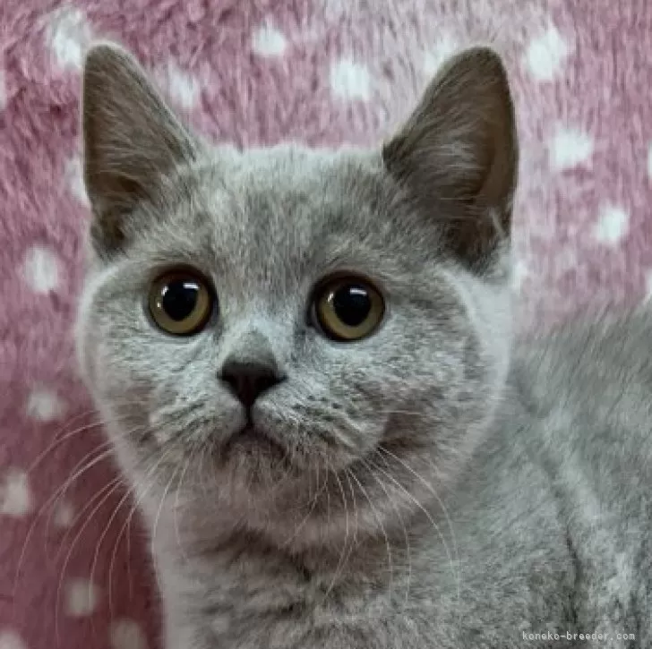 ID:2506-02465の子猫