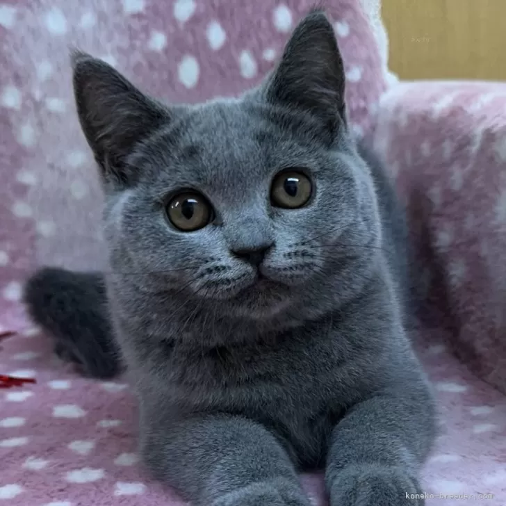 ID：2506-01640の子猫