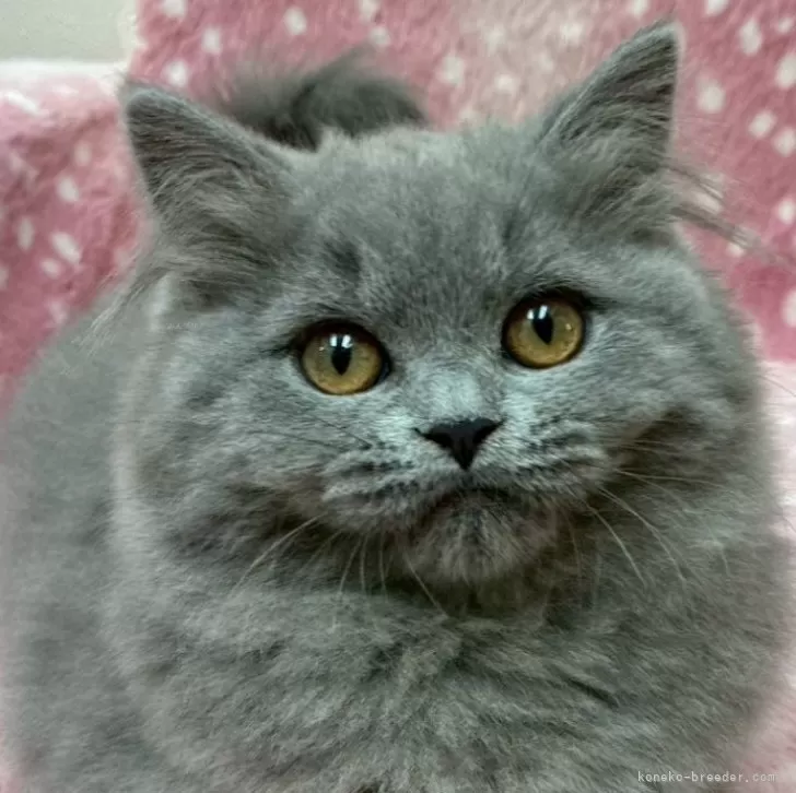 ID：2507-02358の子猫