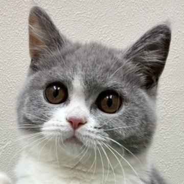 ブリティッシュショートヘア【大阪府・女の子・2025年4月11日・ダイリュートキャリコ（✨健康的な柔らかい被毛です）】の写真「⭐️とてもかわいい女の子😻」