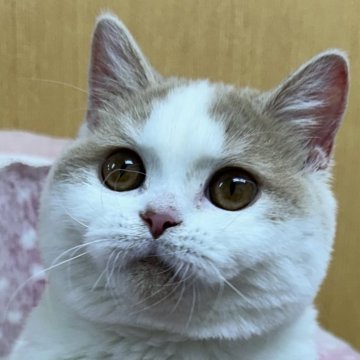 ブリティッシュショートヘア【大阪府・男の子・2024年11月24日・クリーム&ホワイト（✨健康的な柔らかい被毛です）】の写真「モコモコのかわいい子です😻」