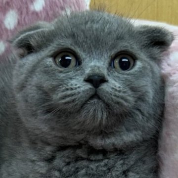 スコティッシュフォールド(折れ耳)【大阪府・男の子・2025年3月28日・ブルー（✨健康的な柔らかい被毛です）】の写真「✨とても可愛い男の子💫」