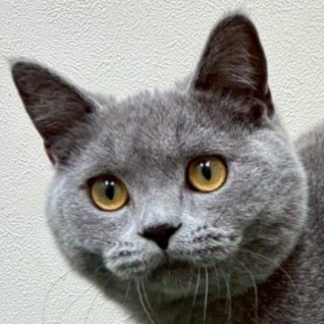 ブリティッシュショートヘア【大阪府・男の子・2025年2月25日・ブルー（✨健康的な柔らかい被毛です）】の写真「✨とても丸顔男の子✨」