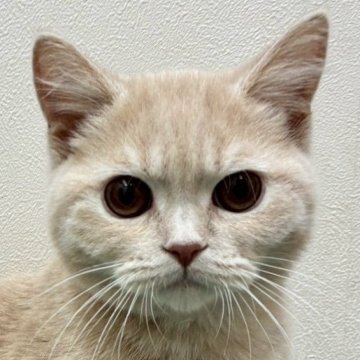 ブリティッシュショートヘア【大阪府・男の子・2025年4月11日・クリーム（✨健康的な柔らかい被毛です）】の写真「⭐️とてもかわいい男の子😻」