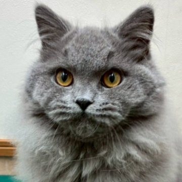 ブリティッシュショートヘア【大阪府・男の子・2025年4月3日・ブルー ロングヘア（✨健康的な柔らかい被毛です）】の写真「⭐️とてもふわふわ男の子⭐️」