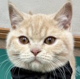 スコティッシュフォールド(立ち耳)