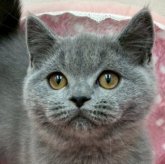 ブリティッシュショートヘア