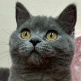 ブリティッシュショートヘア