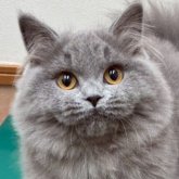 ブリティッシュロングヘア