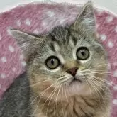 ブリティッシュショートヘア