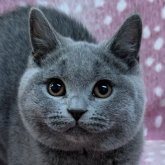 ブリティッシュショートヘア