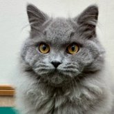 ブリティッシュショートヘア