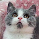 ブリティッシュショートヘア