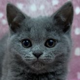 ブリティッシュショートヘア