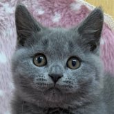 ブリティッシュショートヘア