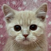 ブリティッシュショートヘア