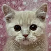 ブリティッシュショートヘア