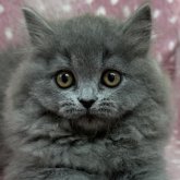 ブリティッシュショートヘア