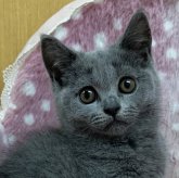 ブリティッシュショートヘア