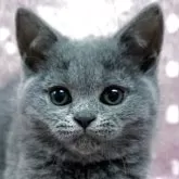ブリティッシュショートヘア