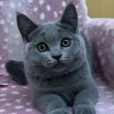 ブリティッシュショートヘア