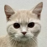 ブリティッシュショートヘア