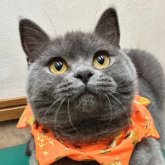 ブリティッシュショートヘア