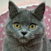 ブリティッシュショートヘア