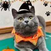 ブリティッシュショートヘア【大阪府・女の子・2025年2月25日・ブルー】の写真2「めちゃかわ💖」