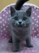 ブリティッシュショートヘア【大阪府・男の子・2025年2月25日・ブルー】の写真6