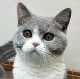 ブリティッシュショートヘア【大阪府・女の子・2025年4月11日・ダイリュートキャリコ】の写真2
