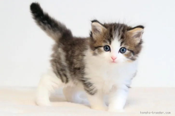 ID:1601-00320の子猫