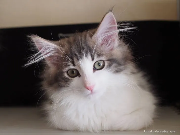 ノルウェージャンフォレストキャット【北海道・女の子・2021年9月20日・ブルークラシックタビーアンドホワイト】の写真1「12/29撮影」