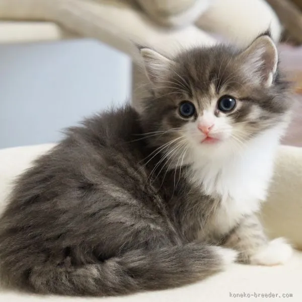 ID:1506-00294の子猫