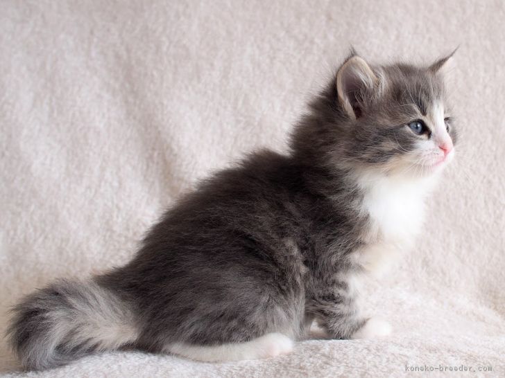 ID:1702-00505の子猫