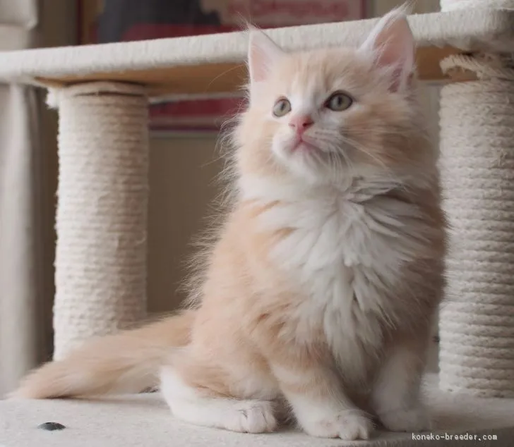 ねいろ 様のお迎えした子猫