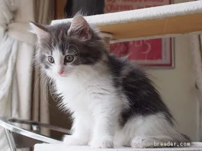 ID：1907-00378の子猫