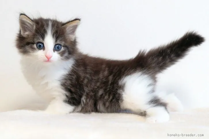 ID:1601-00318の子猫