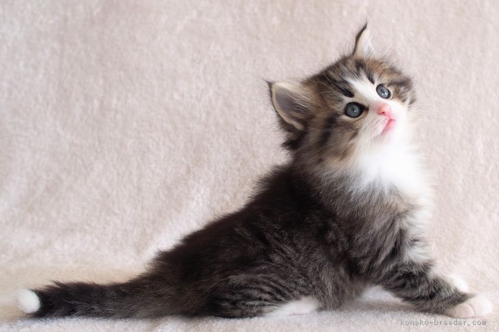 ID:1702-00507の子猫