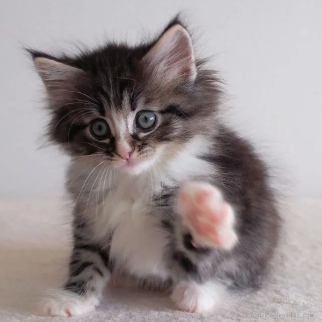 ID:1605-00813の子猫