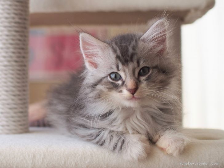 I.S 様のお迎えした子猫