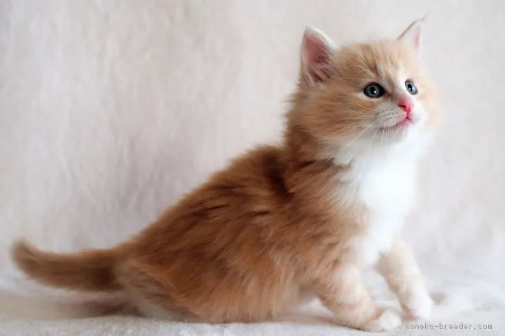 ID：1711-00042の子猫