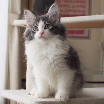 ノルウェージャンフォレストキャット【北海道・男の子・2019年5月18日・ブルークラシックタビーアンドホワイト（長毛）】の写真「元気いっぱいの綺麗なお顔の男の子」