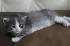 ノルウェージャンフォレストキャット【北海道・男の子・2015年5月15日・ブルーマッカレルタビーアンドホワイト】の写真1