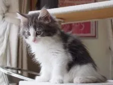 ノルウェージャンフォレストキャット【北海道・女の子・2019年5月3日・ブルークラシックタビーアンドホワイト】の写真1「7/4撮影」